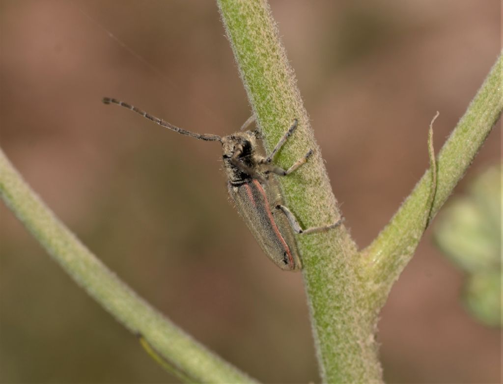 Cerambycidae: Musaria tirellii